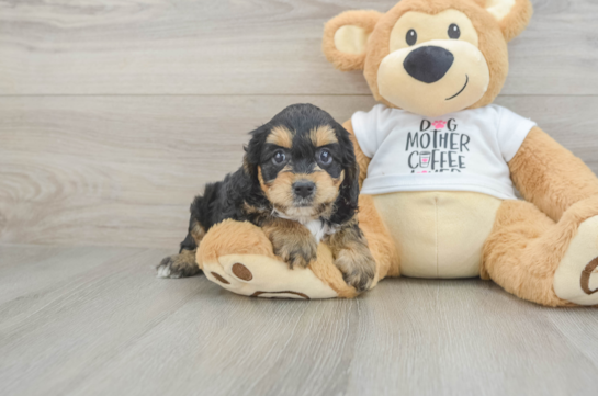Friendly Cockapoo Baby