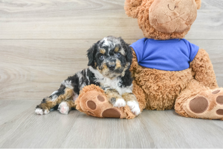 Cockapoo Pup Being Cute