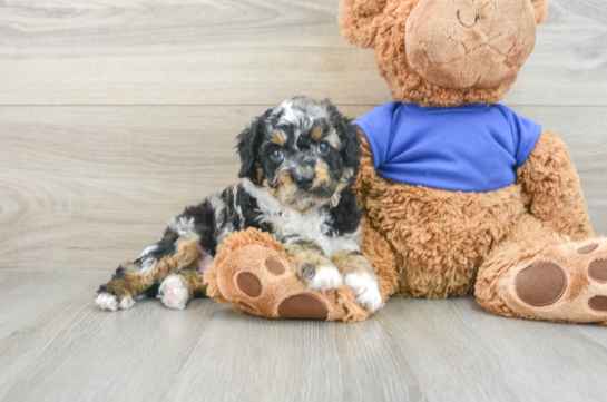 Cockapoo Pup Being Cute