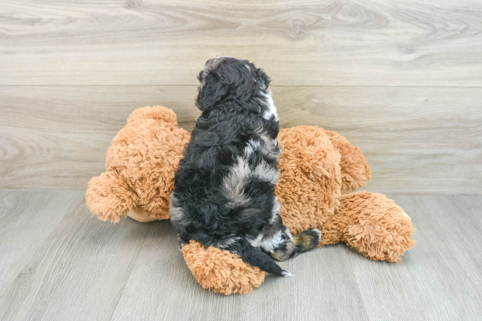 Best Cockapoo Baby