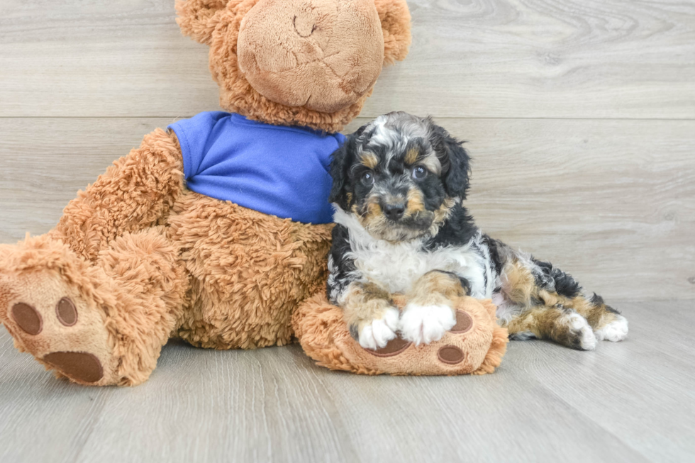 Cockapoo Pup Being Cute