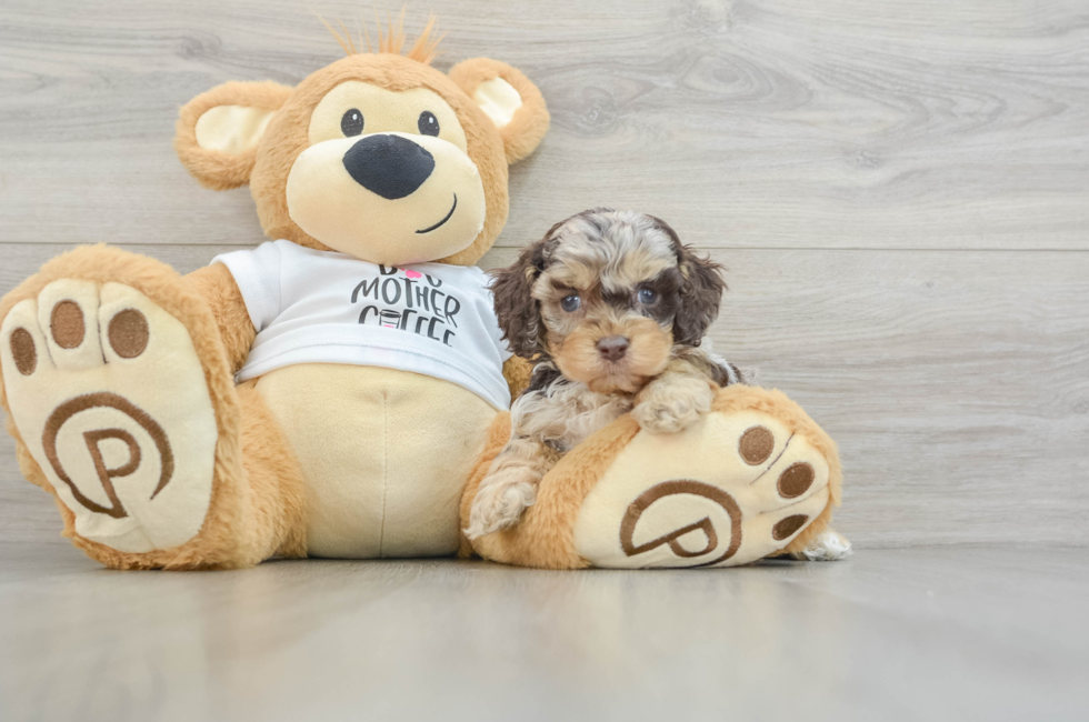 5 week old Cockapoo Puppy For Sale - Florida Fur Babies