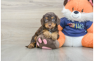 Happy Cockapoo Baby
