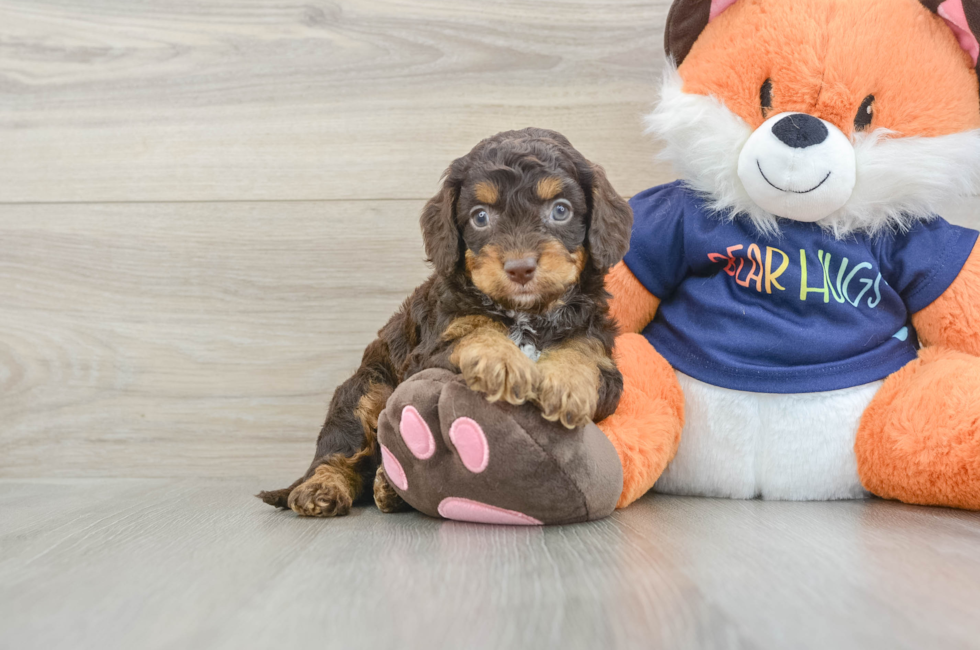 6 week old Cockapoo Puppy For Sale - Florida Fur Babies
