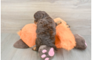 Best Cockapoo Baby