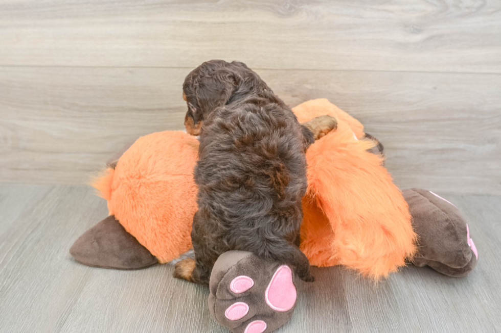 Best Cockapoo Baby