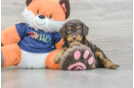 Cockapoo Pup Being Cute