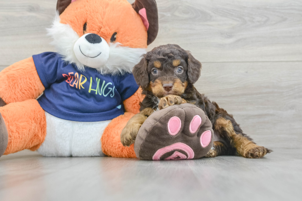 Cockapoo Pup Being Cute