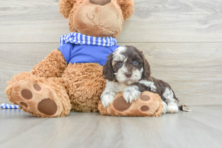 Petite Cockapoo Poodle Mix Pup