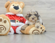 6 week old Cockapoo Puppy For Sale - Florida Fur Babies