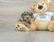 7 week old Cockapoo Puppy For Sale - Florida Fur Babies