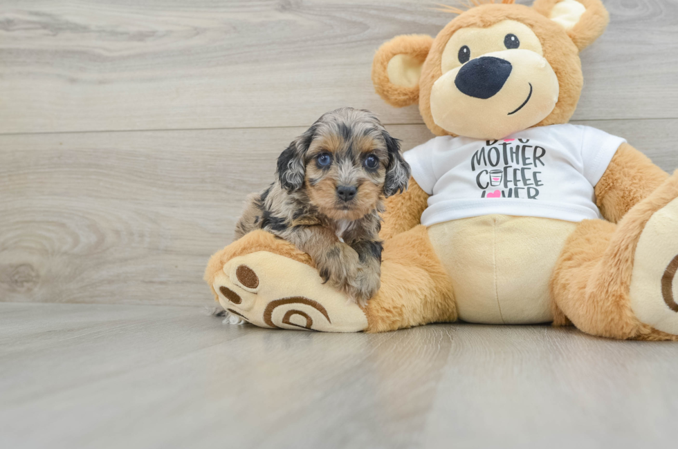 7 week old Cockapoo Puppy For Sale - Florida Fur Babies