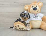 8 week old Cockapoo Puppy For Sale - Florida Fur Babies