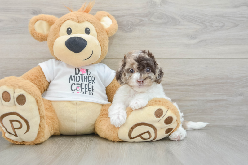 Meet Barcelona - our Cockapoo Puppy Photo 3/3 - Florida Fur Babies