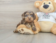 7 week old Cockapoo Puppy For Sale - Florida Fur Babies