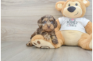 Cockapoo Puppy for Adoption