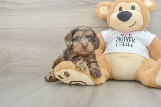 Cockapoo Puppy for Adoption