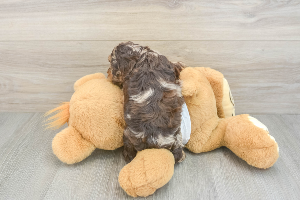 Cockapoo Pup Being Cute