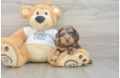 Cute Cockapoo Baby