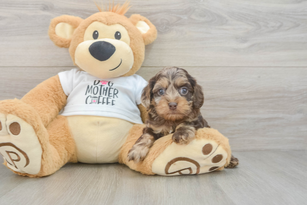 Cute Cockapoo Baby