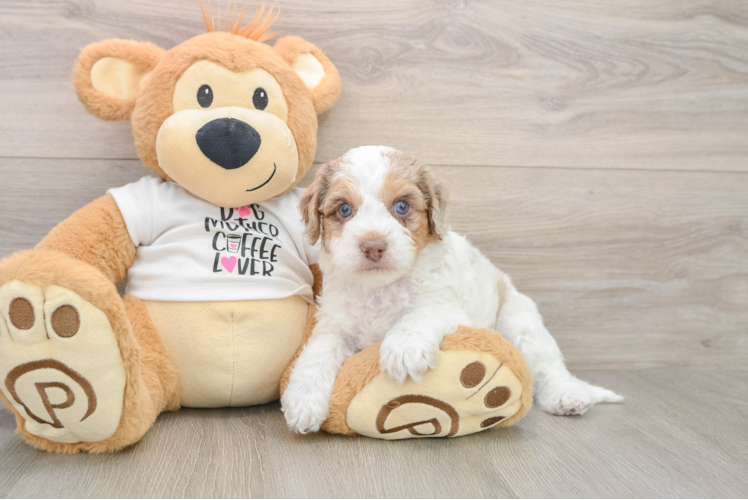 Petite Cockapoo Poodle Mix Pup