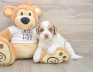 6 week old Cockapoo Puppy For Sale - Florida Fur Babies