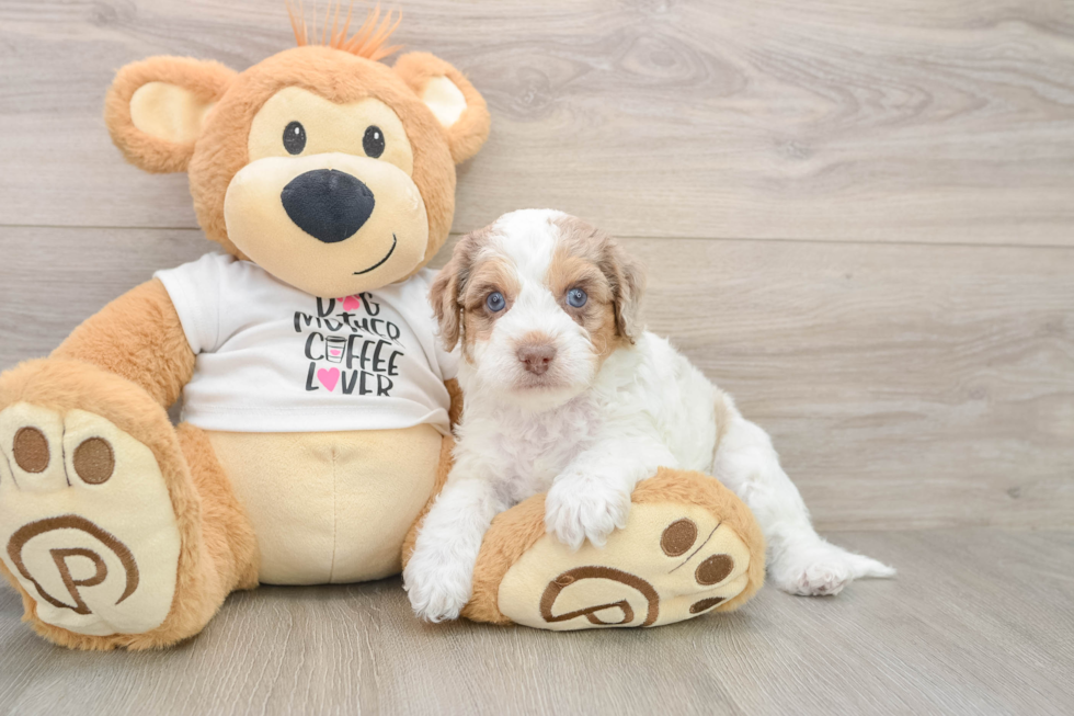 Petite Cockapoo Poodle Mix Pup