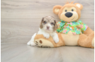 Funny Cockapoo Poodle Mix Pup