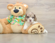 5 week old Cockapoo Puppy For Sale - Florida Fur Babies