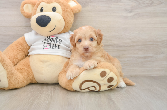Cockapoo Puppy for Adoption