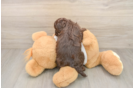Friendly Cockapoo Baby