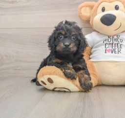 5 week old Cockapoo Puppy For Sale - Florida Fur Babies