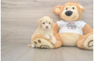 Best Cockapoo Baby