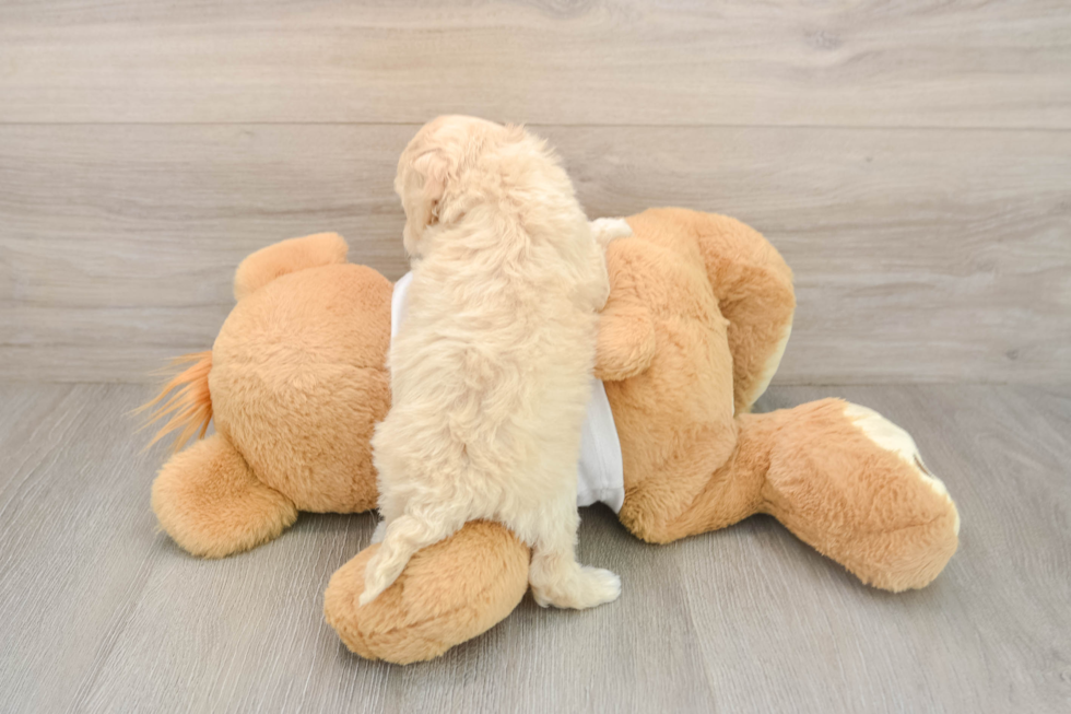 Cockapoo Puppy for Adoption