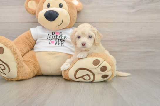 Happy Cockapoo Baby