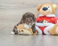 6 week old Cockapoo Puppy For Sale - Florida Fur Babies