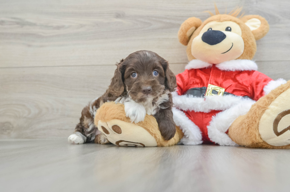 5 week old Cockapoo Puppy For Sale - Florida Fur Babies