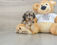 7 week old Cockapoo Puppy For Sale - Florida Fur Babies