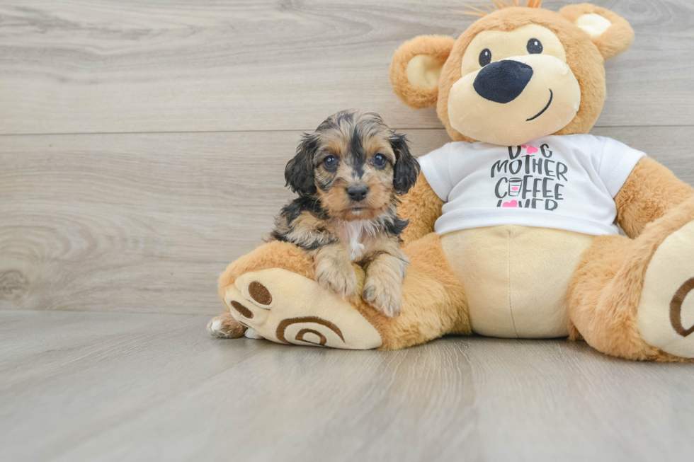 Cockapoo Puppy for Adoption