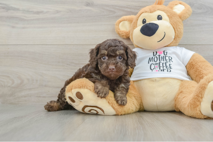 Cockapoo Pup Being Cute
