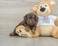 8 week old Cockapoo Puppy For Sale - Florida Fur Babies