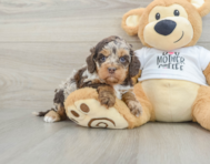 5 week old Cockapoo Puppy For Sale - Florida Fur Babies