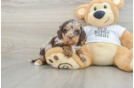 Adorable Cocker Doodle Poodle Mix Puppy