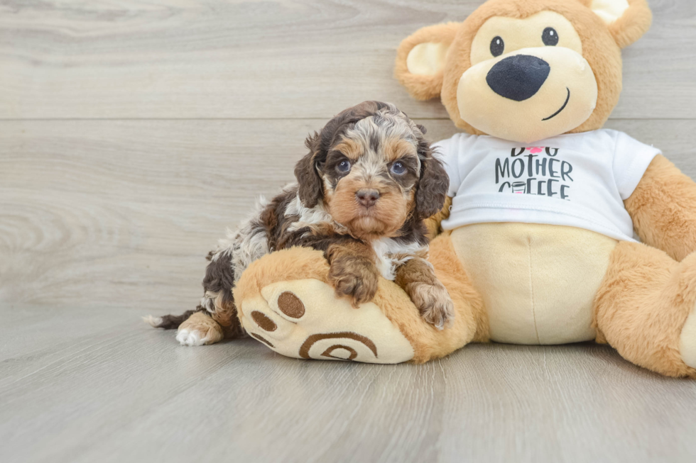 Adorable Cocker Doodle Poodle Mix Puppy