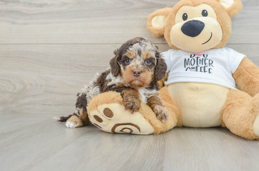5 week old Cockapoo Puppy For Sale - Florida Fur Babies