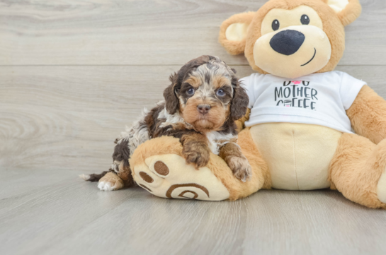 Adorable Cocker Doodle Poodle Mix Puppy