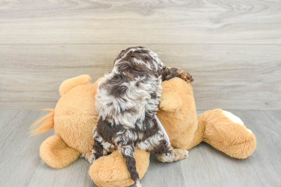 Funny Cockapoo Poodle Mix Pup