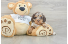 Best Cockapoo Baby