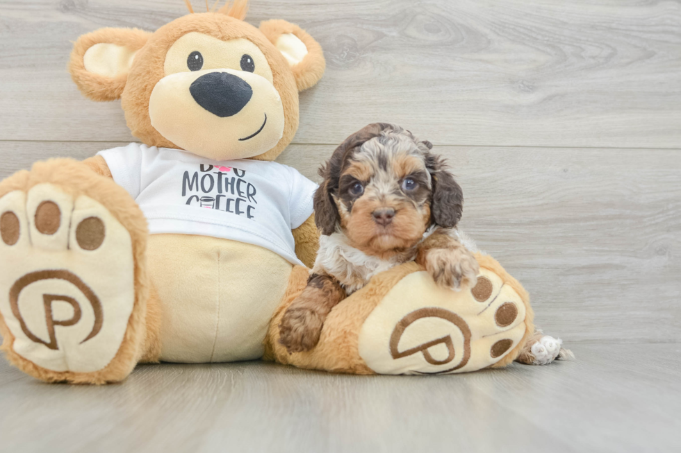 Best Cockapoo Baby
