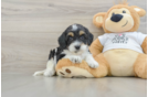 Hypoallergenic Cocker Doodle Poodle Mix Puppy